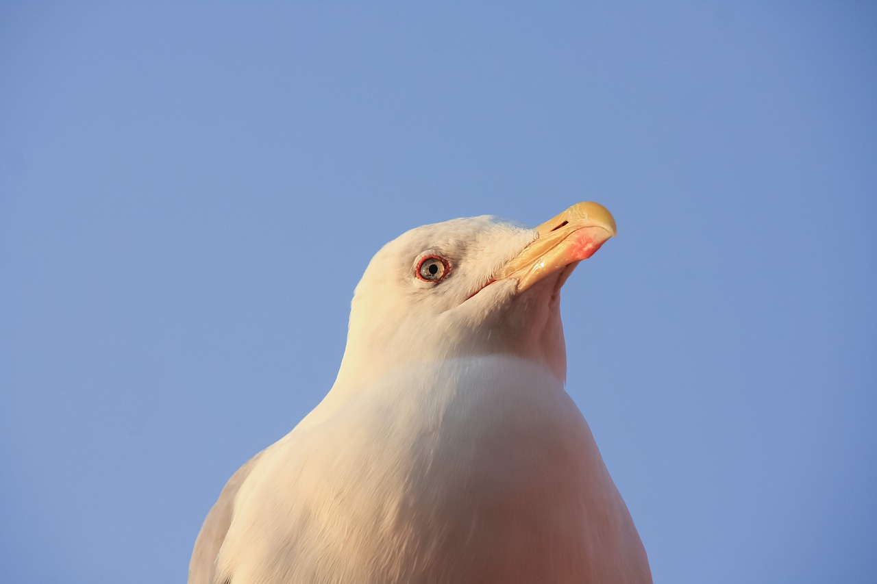 nature bird sky free photo