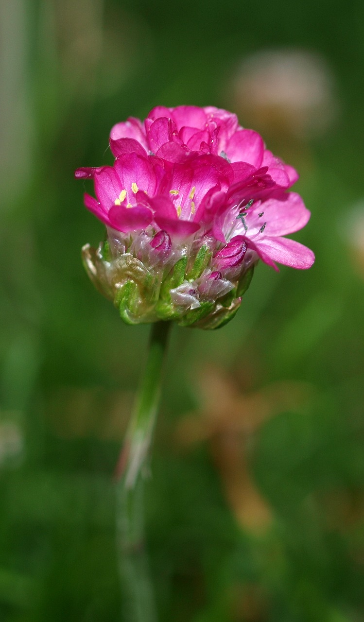 nature flora flower free photo