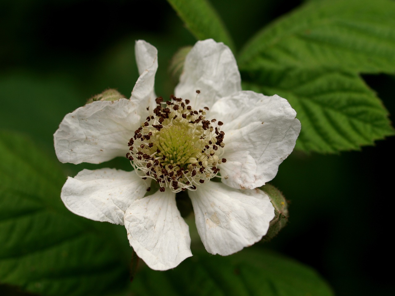 nature flora flower free photo