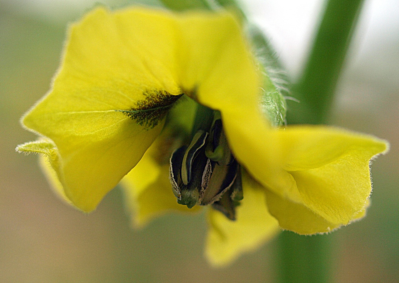 nature flower flora free photo