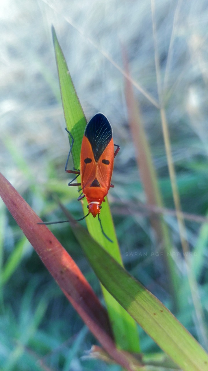 nature insect outdoors free photo