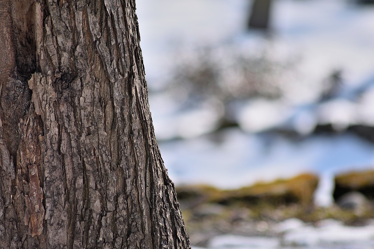 nature spring tree free photo