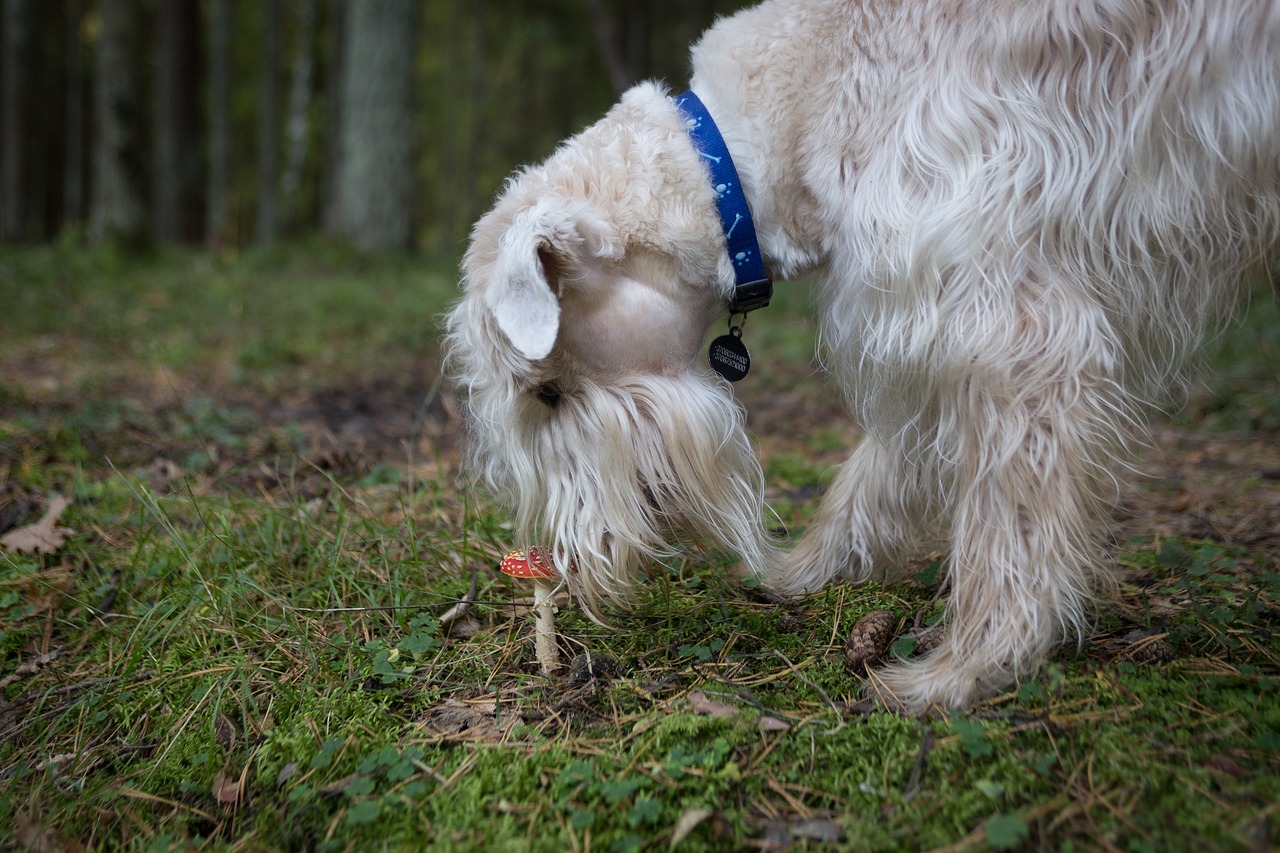 nature dog outdoors free photo