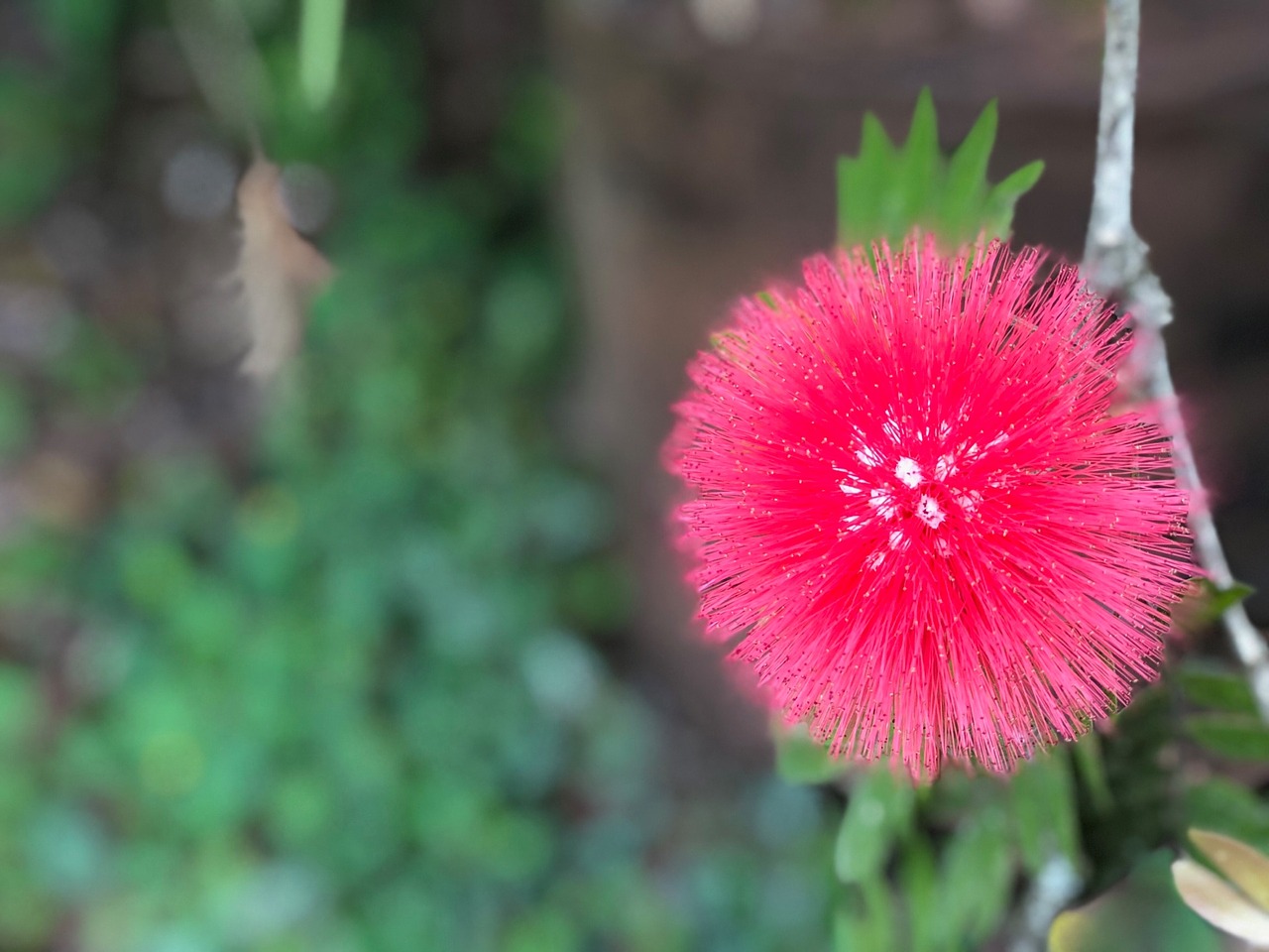 nature plant flower free photo