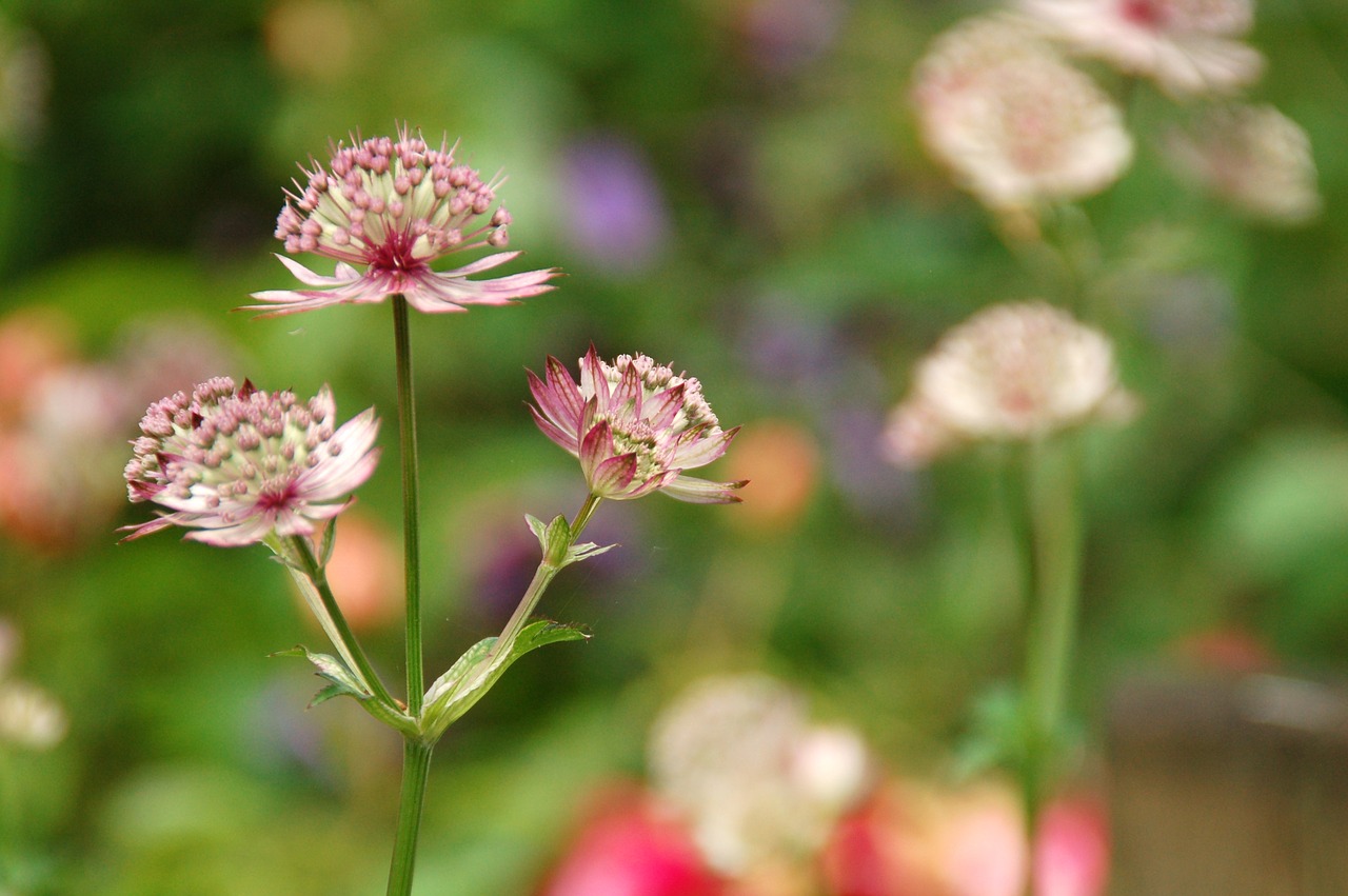 nature plant summer free photo