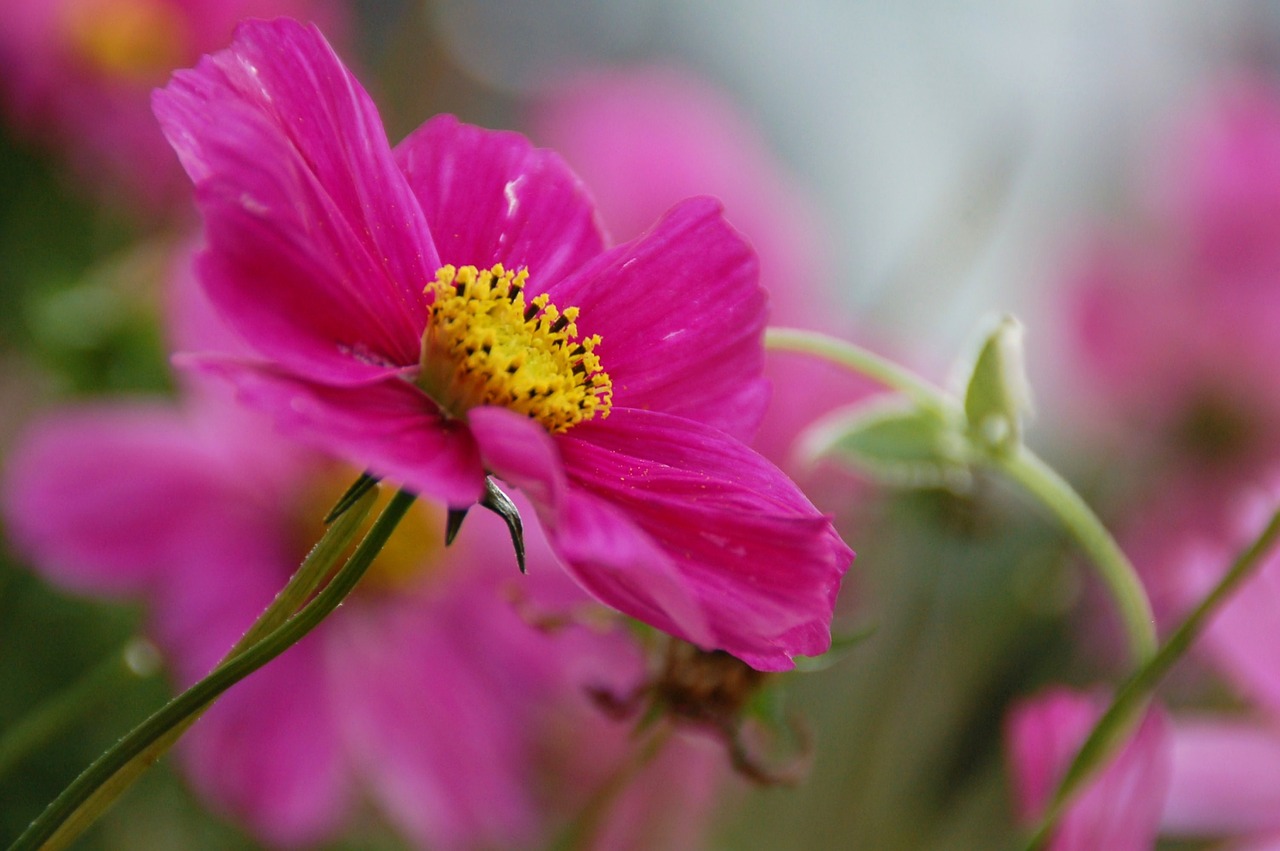 nature plant summer free photo