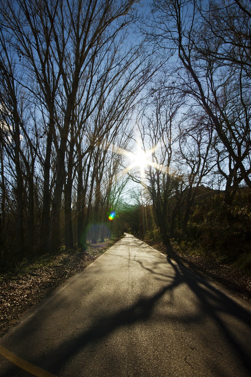 nature tree outdoors free photo