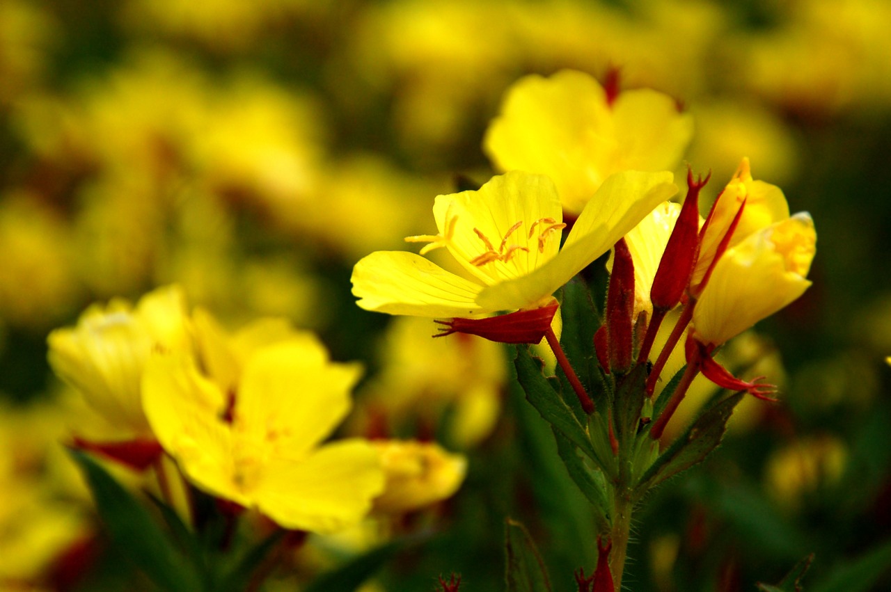 nature plant summer free photo