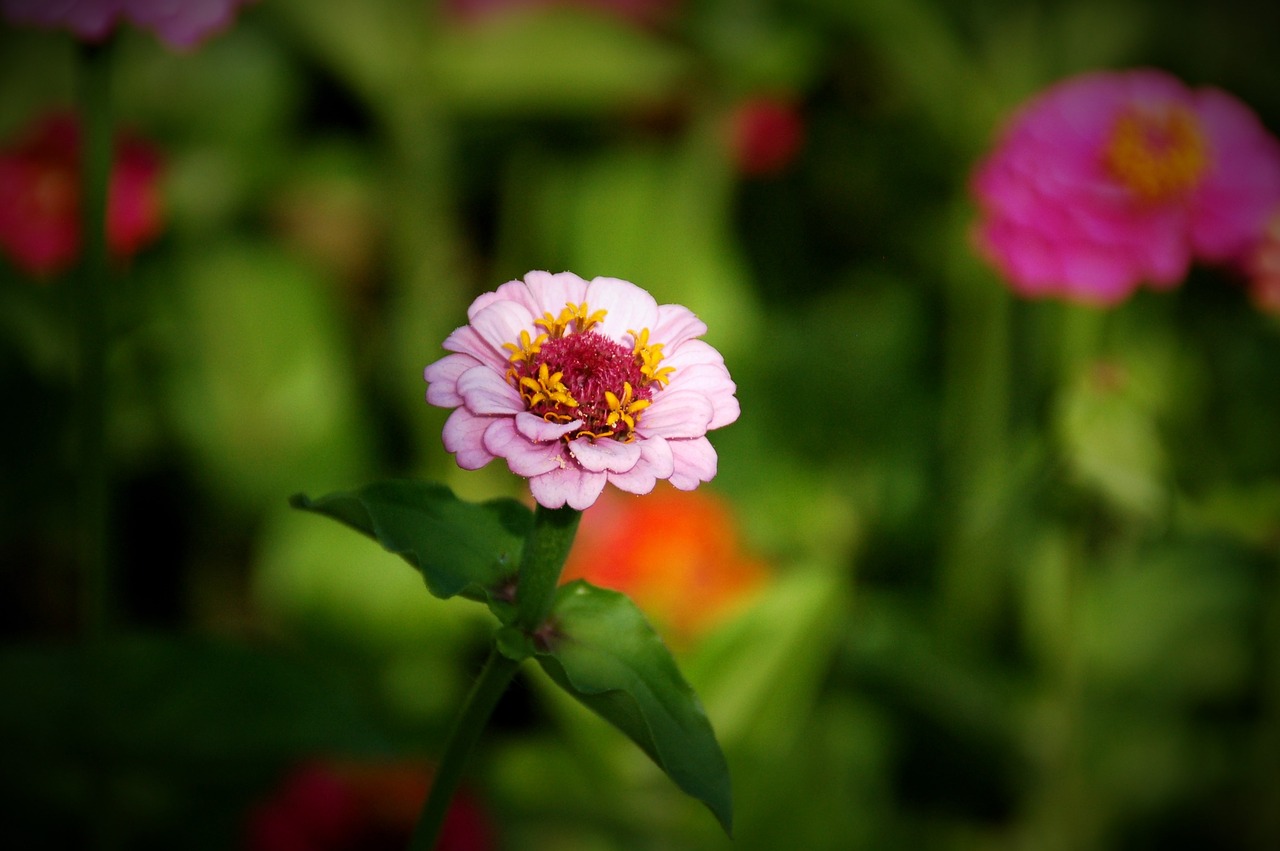 nature plant summer free photo