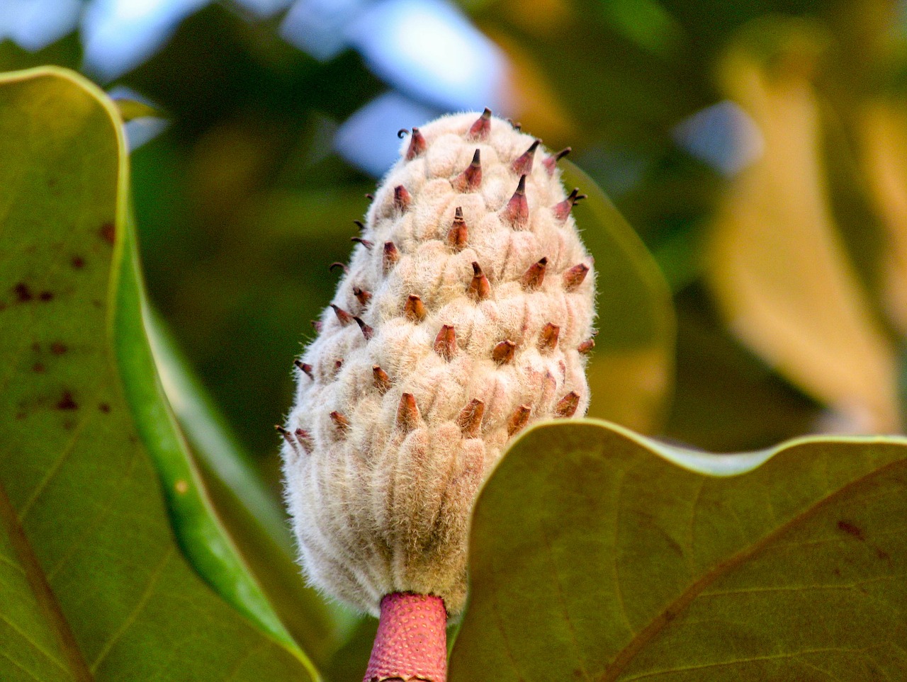 nature flora leaf free photo