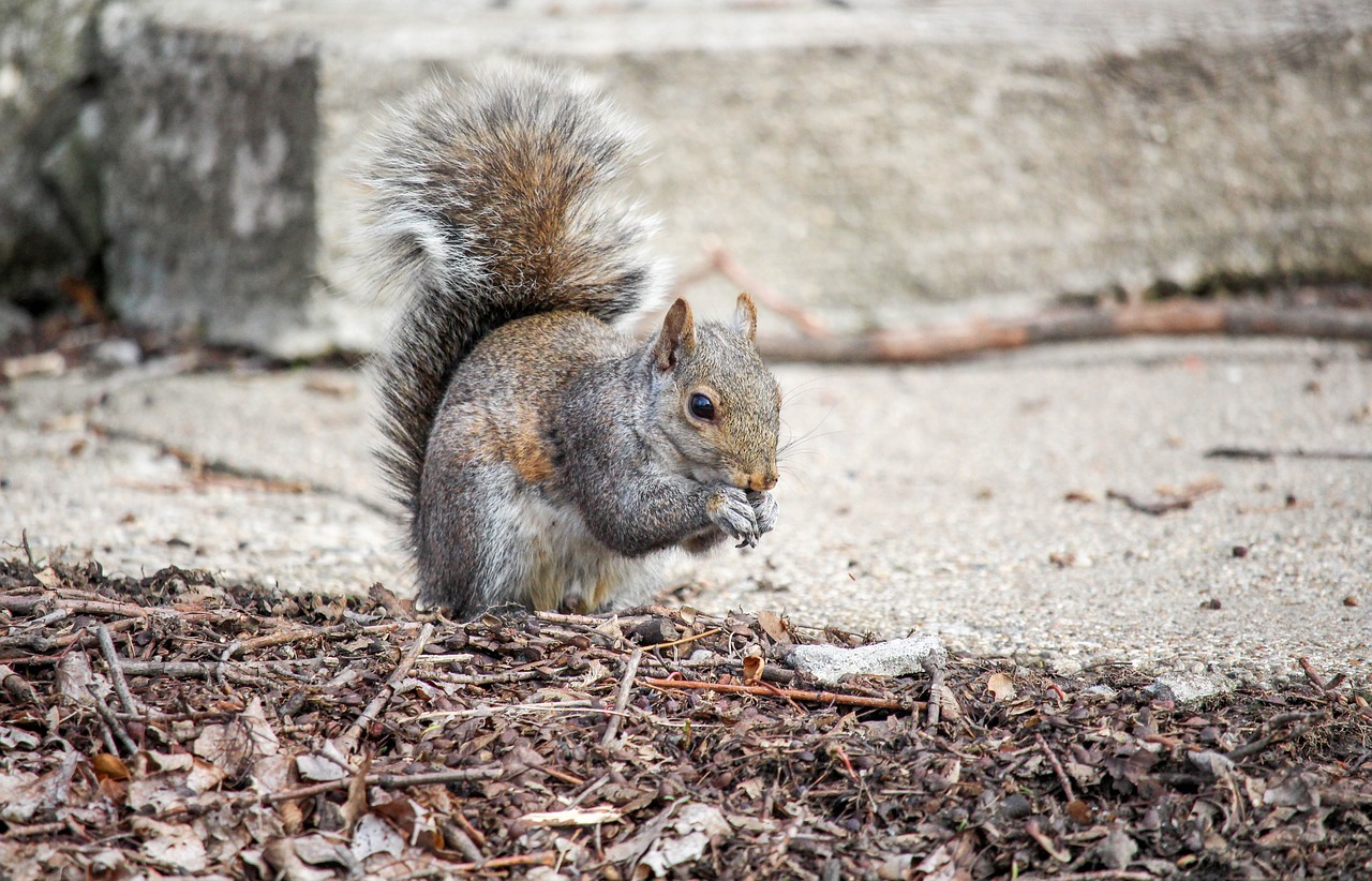 nature rodent wildlife free photo