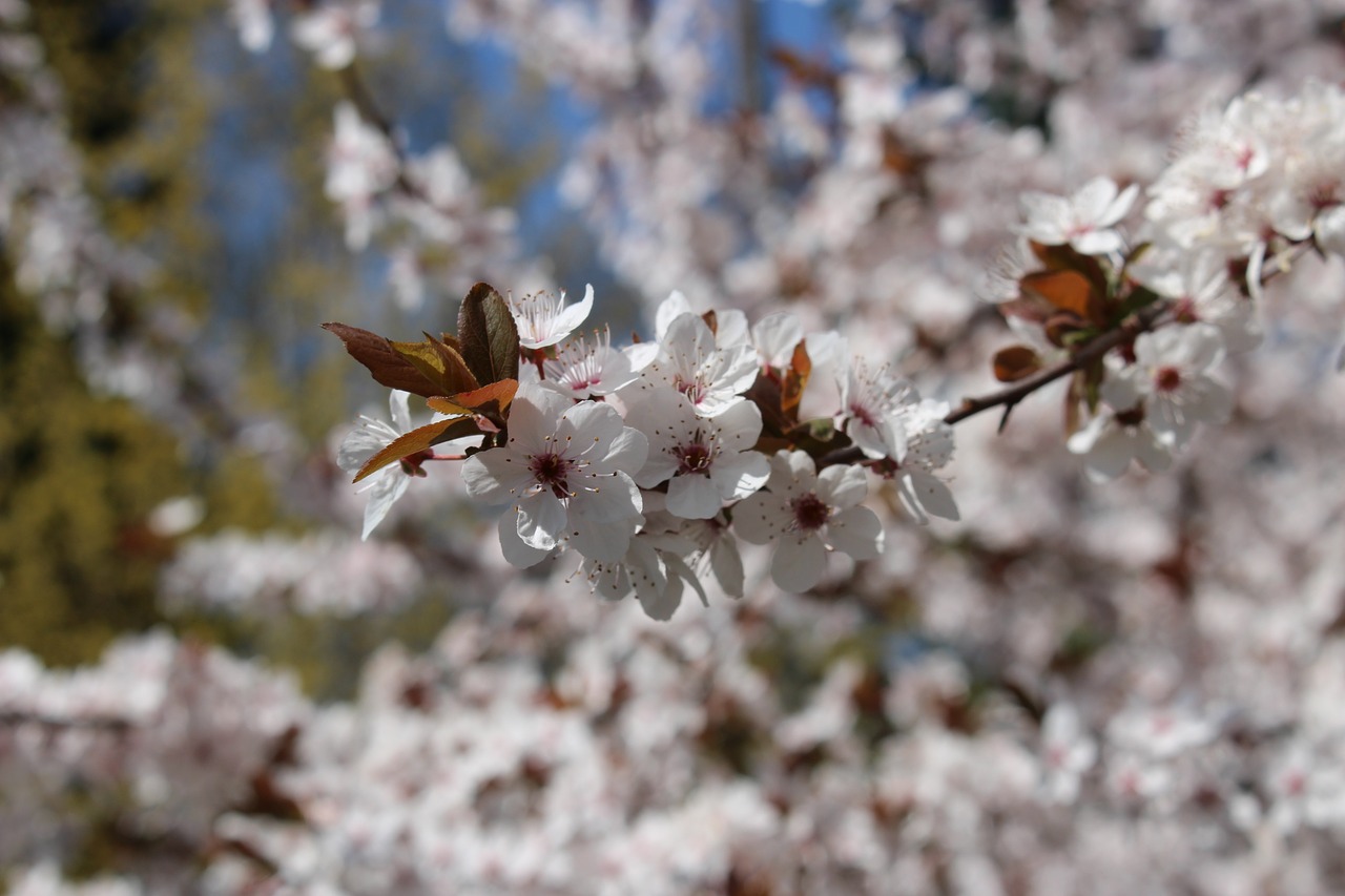 nature season outdoors free photo