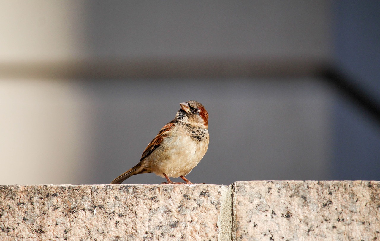 nature outdoors bird free photo