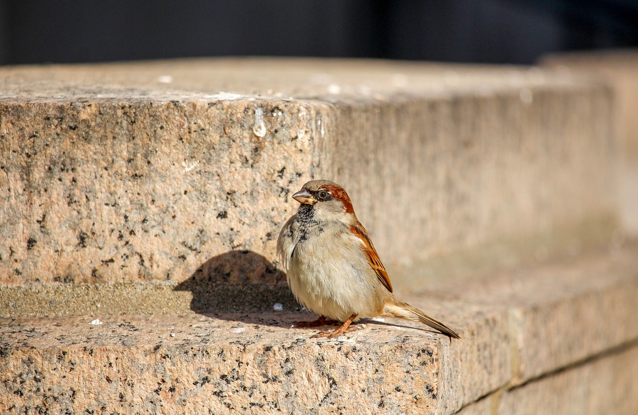 nature bird sparrow free photo