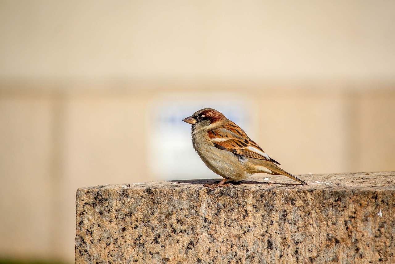 nature bird wildlife free photo