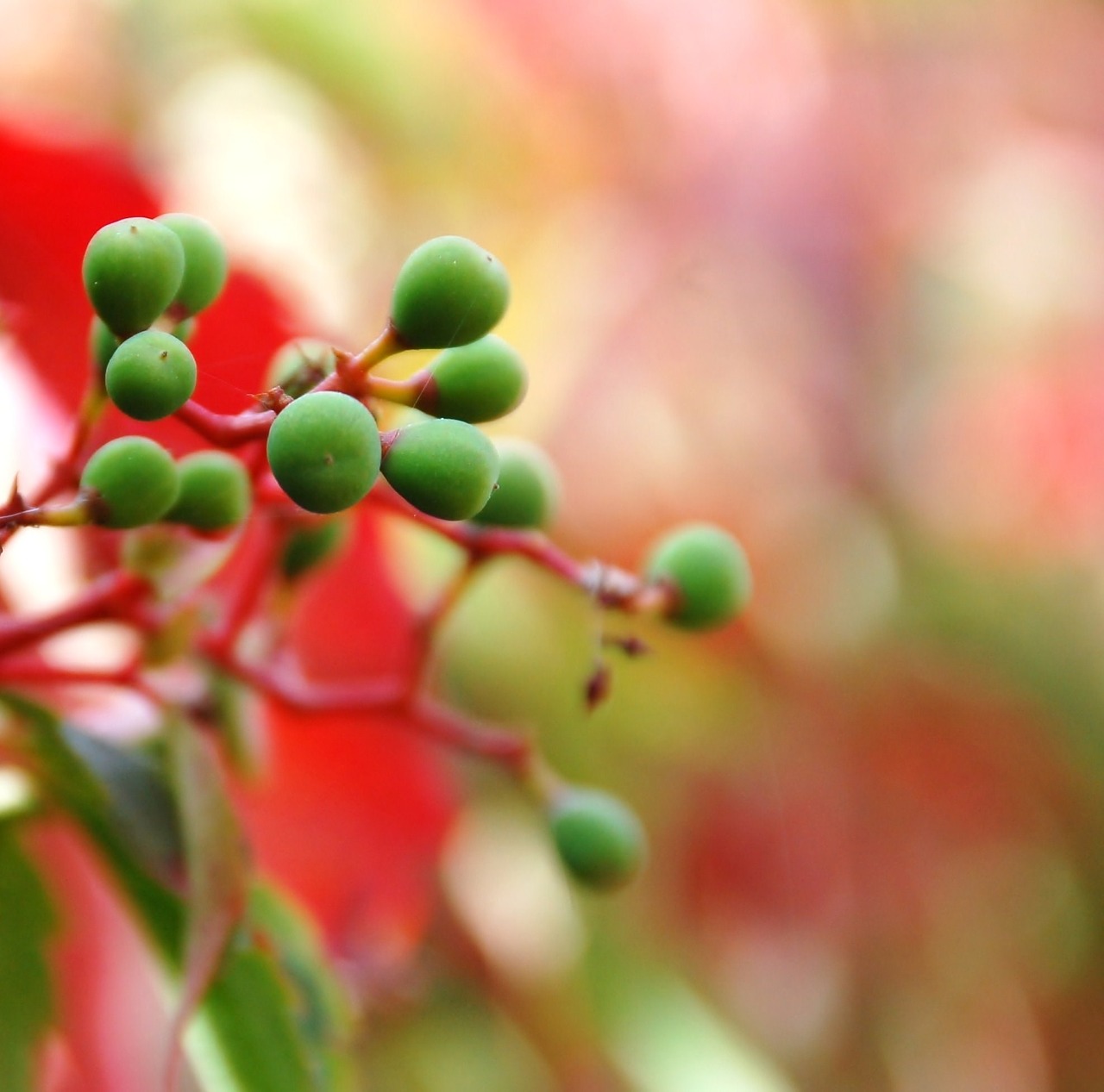 nature plant berries free photo