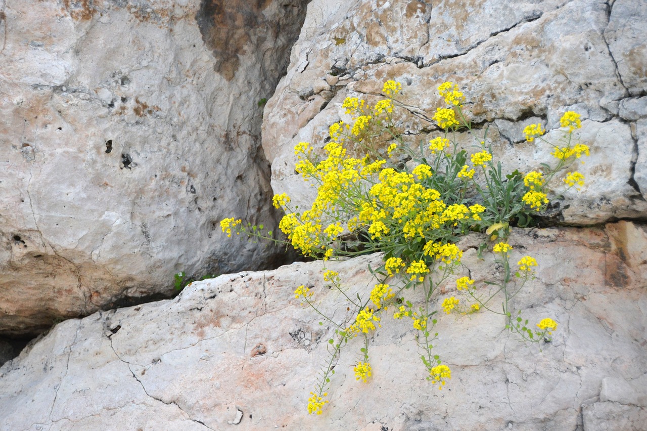 nature stone rock free photo