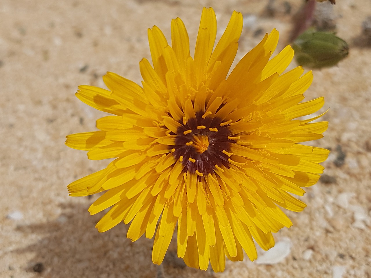 nature flower plant free photo