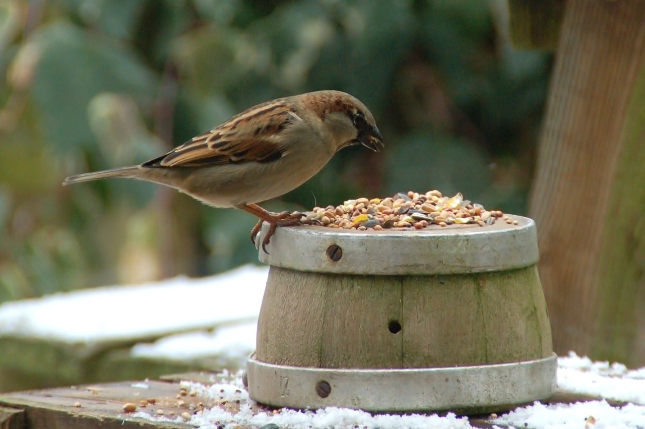 nature birds wood free photo