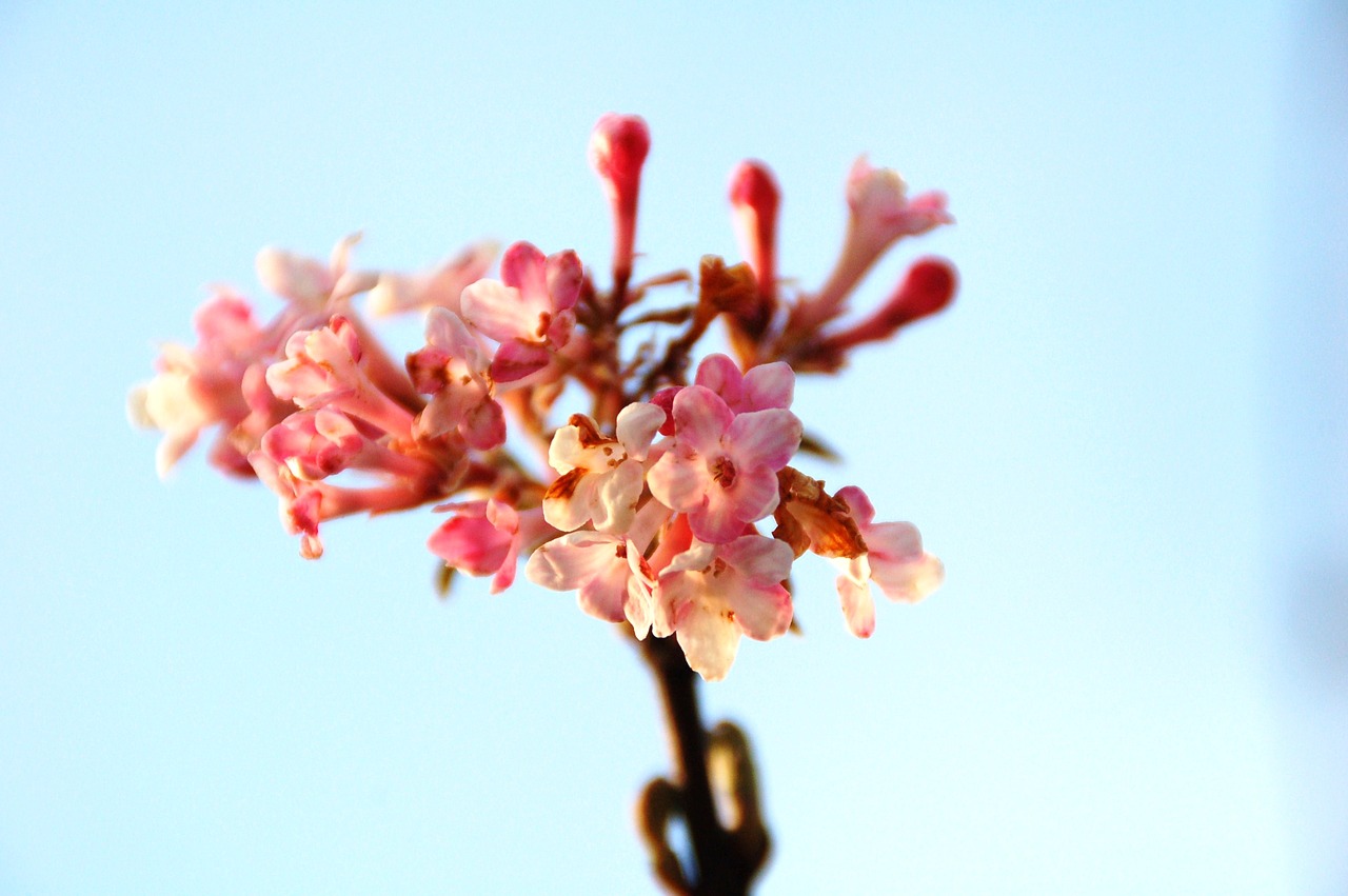 nature plant spring free photo