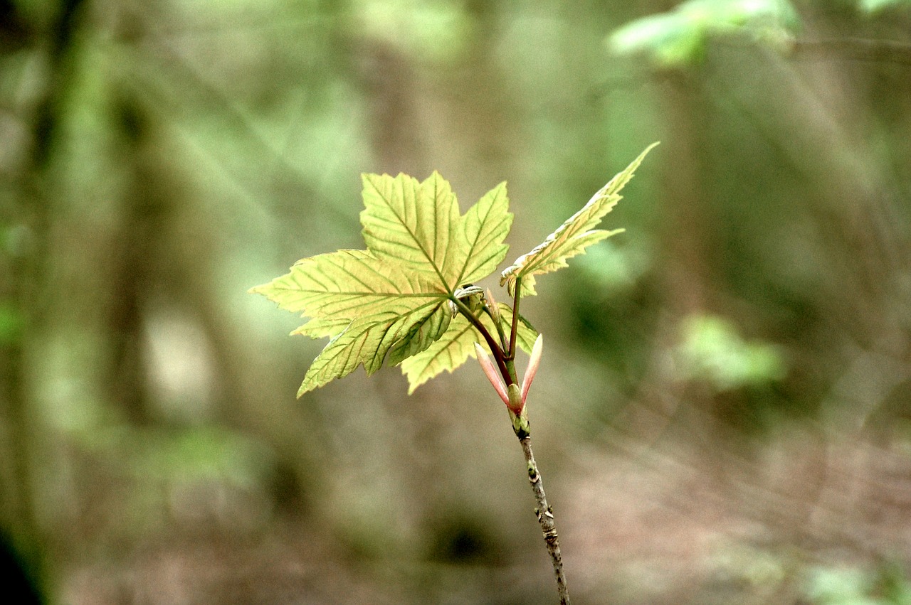 nature sheet plant free photo