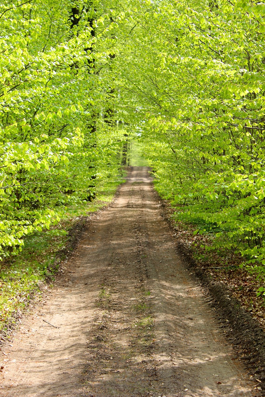 nature wood leaf free photo