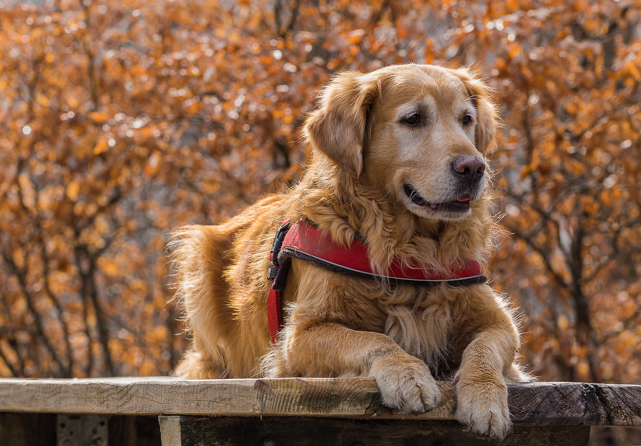 Naturedogcuteanimalautumn Free Photo From Needpixcom