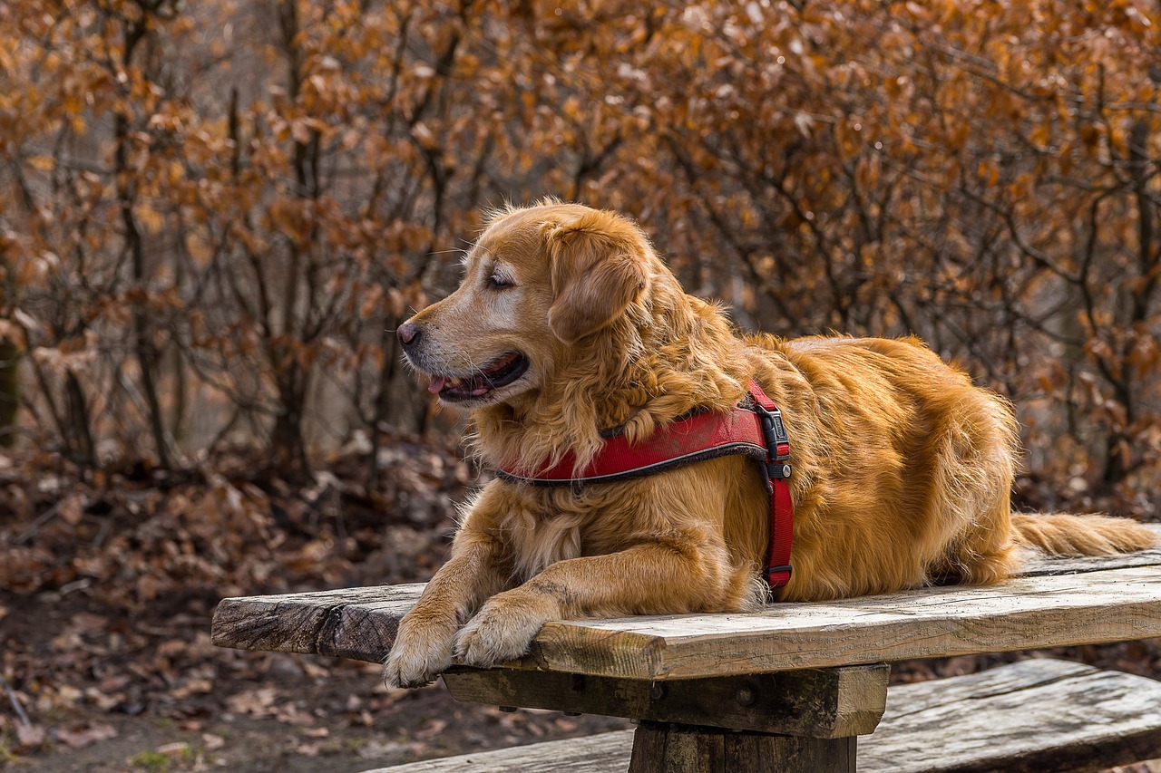 nature dog cute free photo