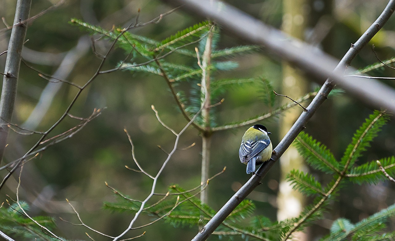 nature bird animal world free photo