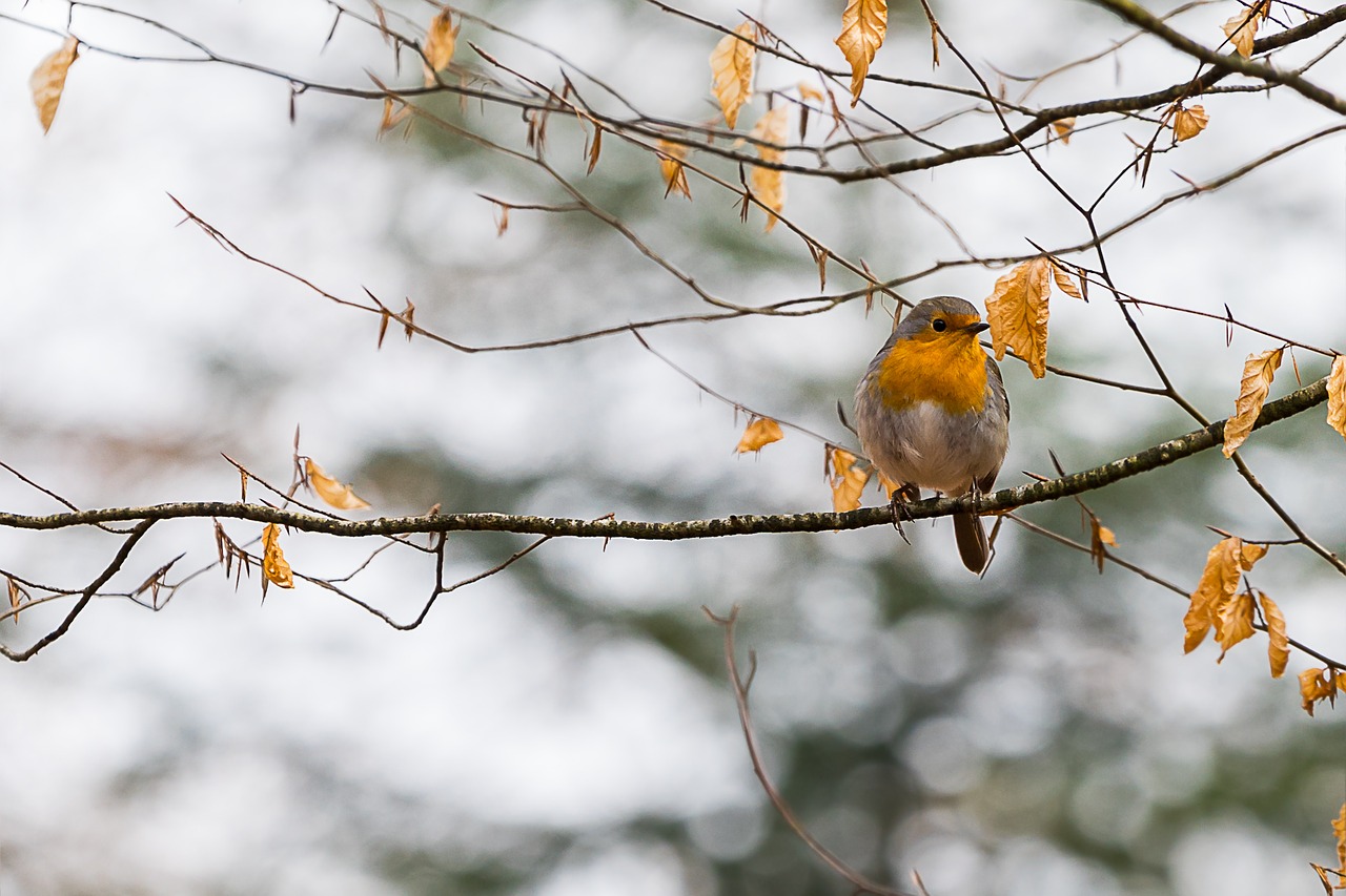 nature bird animal world free photo