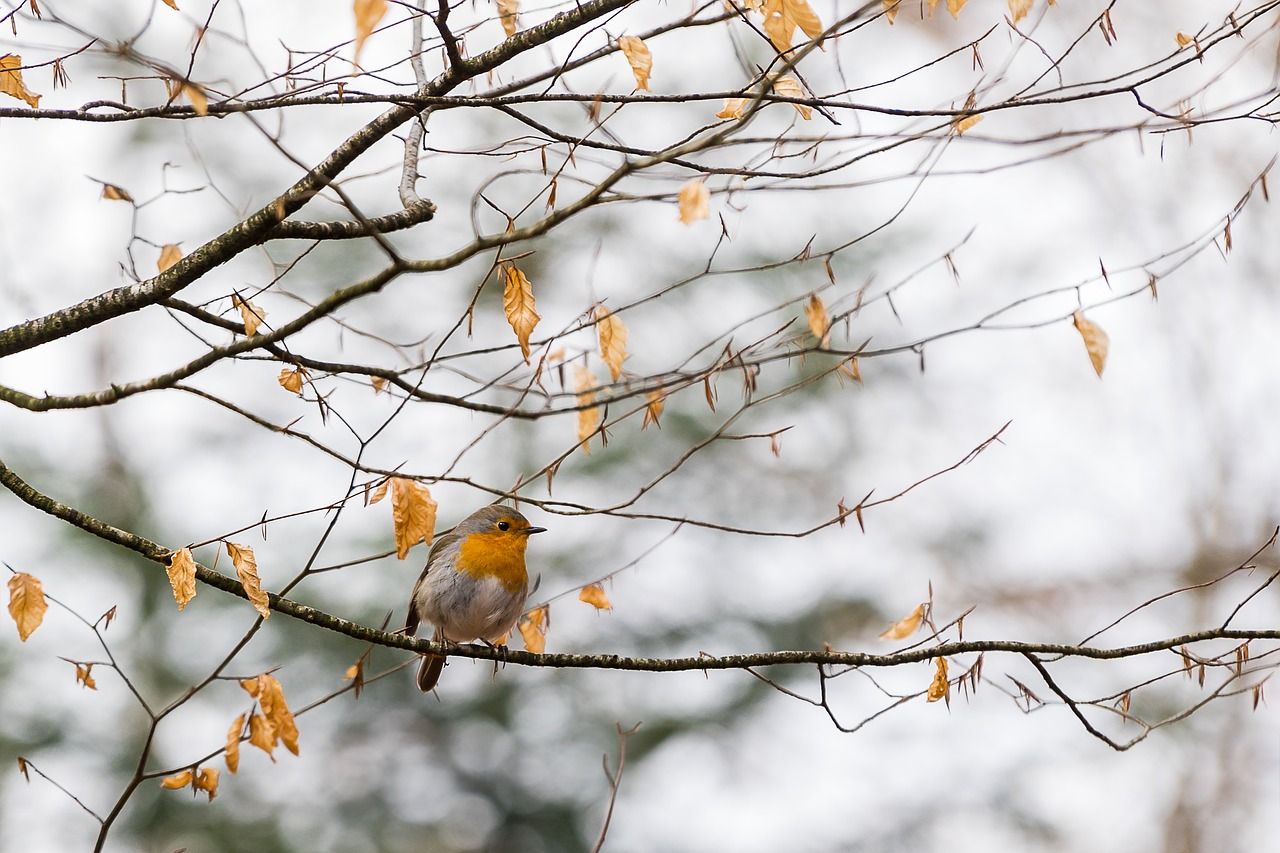 nature bird animal world free photo