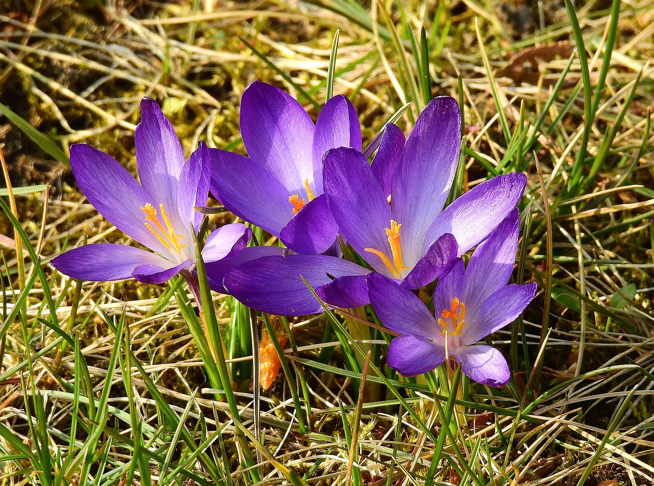 nature flower plant free photo