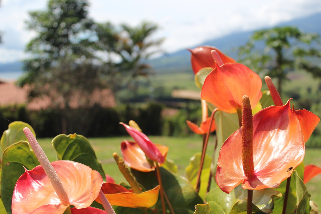 nature flower plant free photo