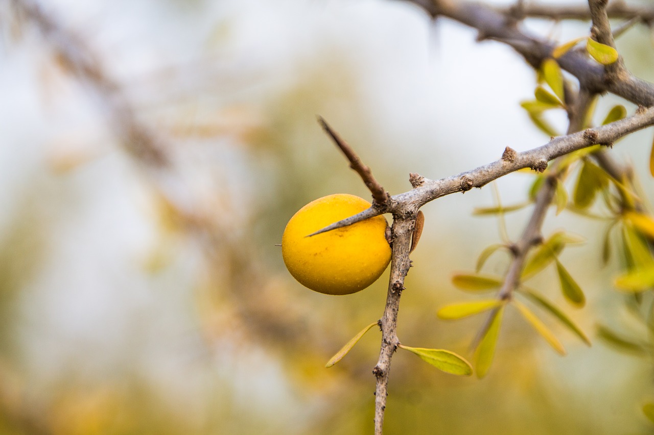 nature outdoor tree free photo