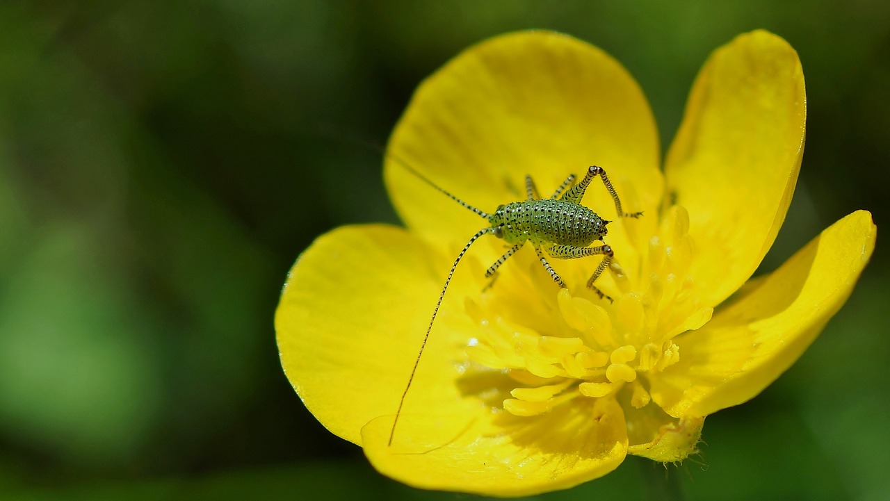 nature insect outdoor free photo