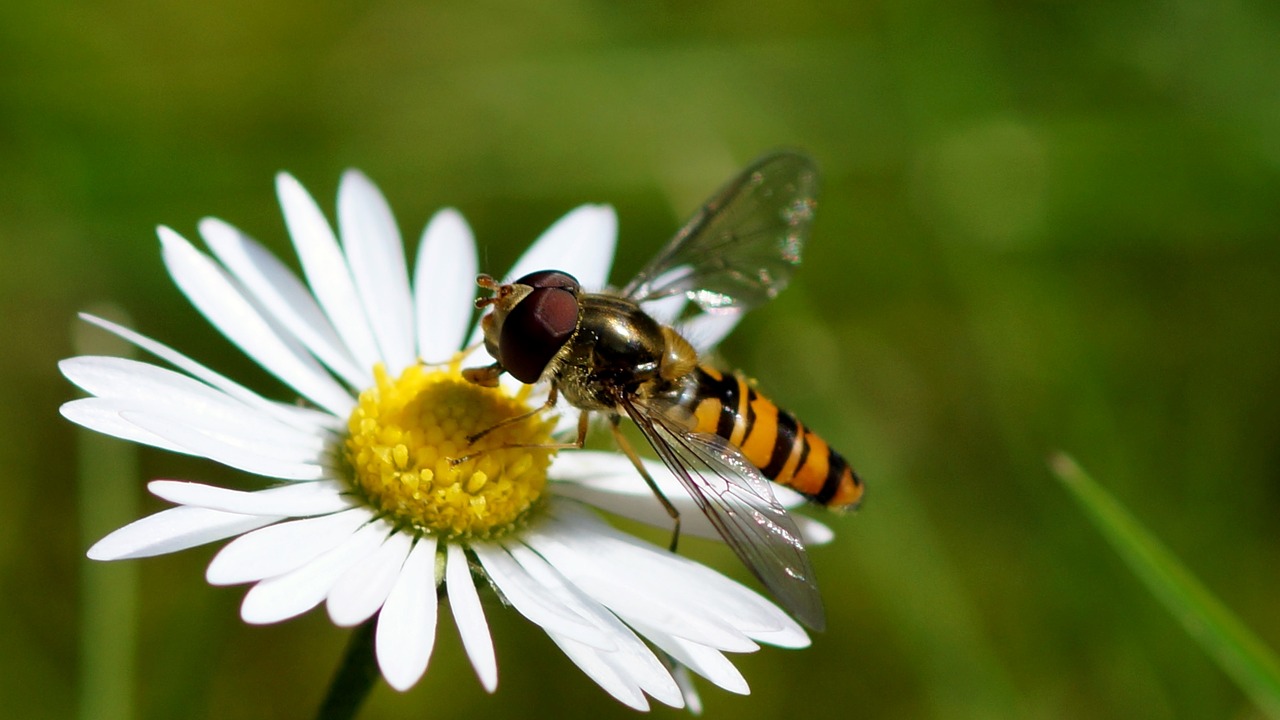 nature insect flower free photo