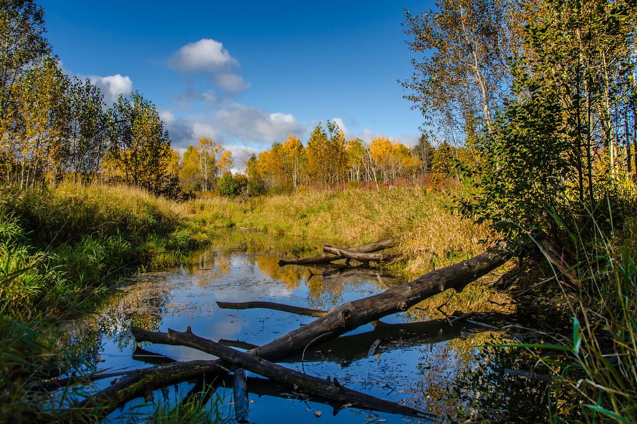 nature body of water wood free photo