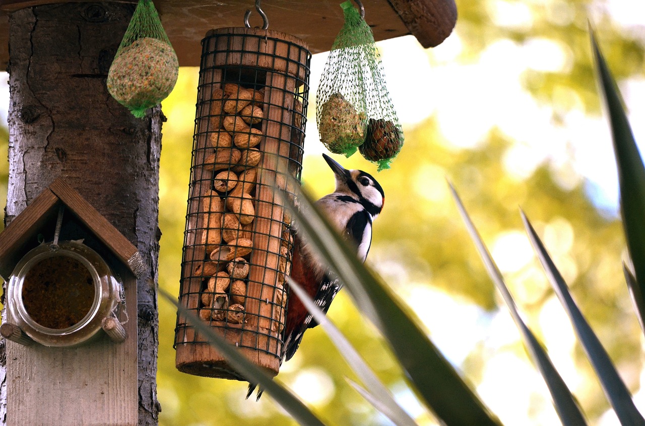 nature wood birds free photo