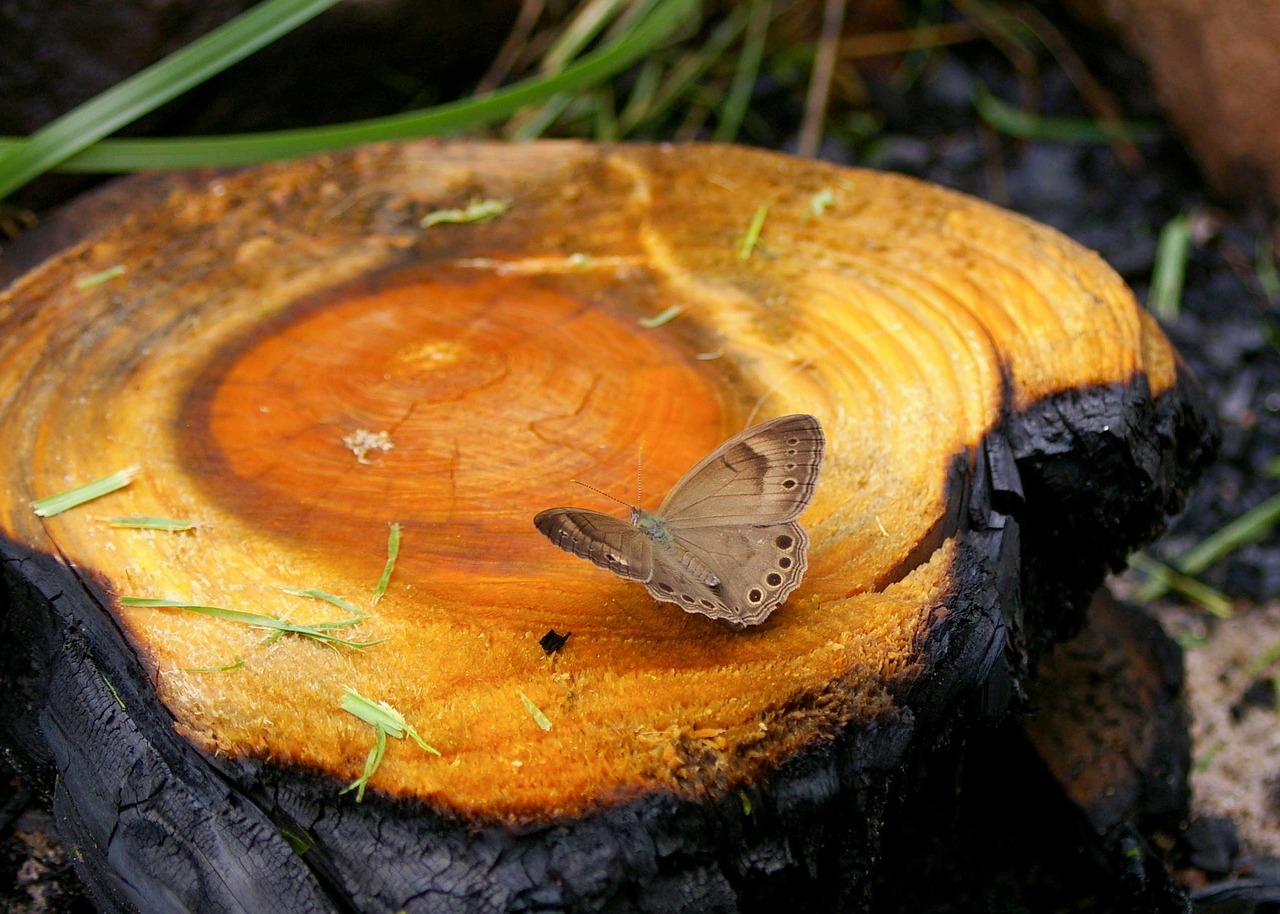 nature wood tree free photo