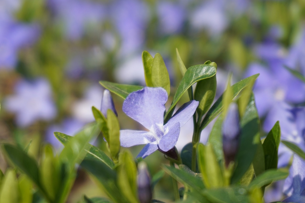 nature plant purple free photo