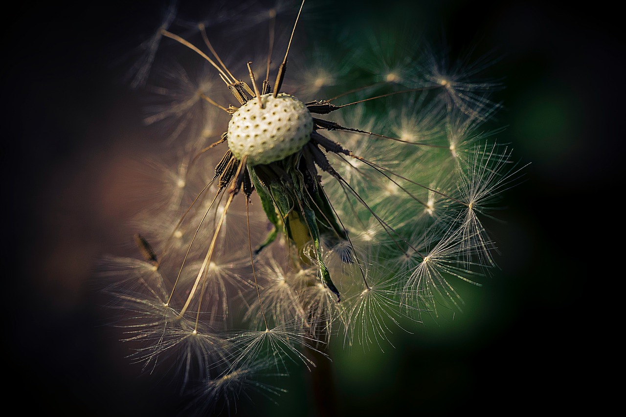 nature dandelion plant free photo