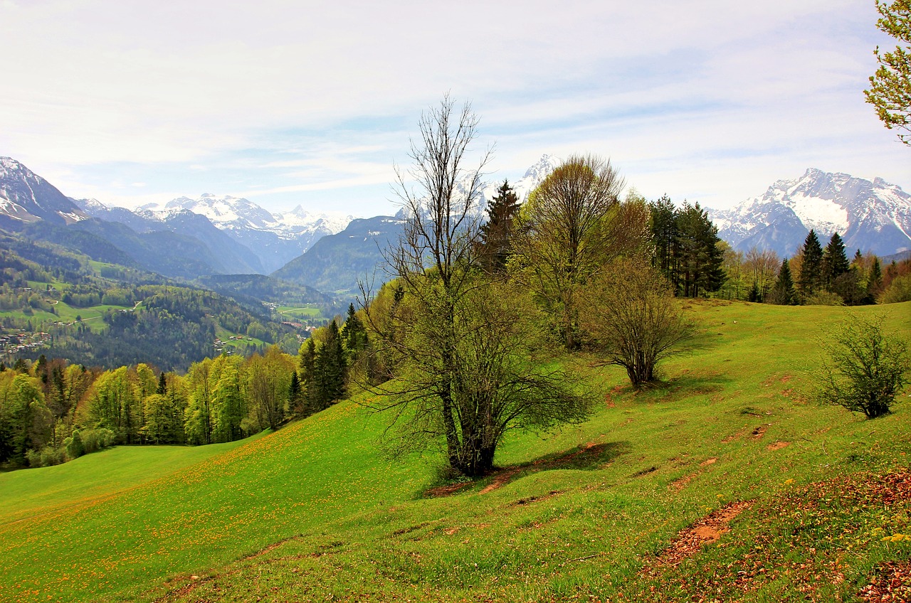 nature landscape tree free photo