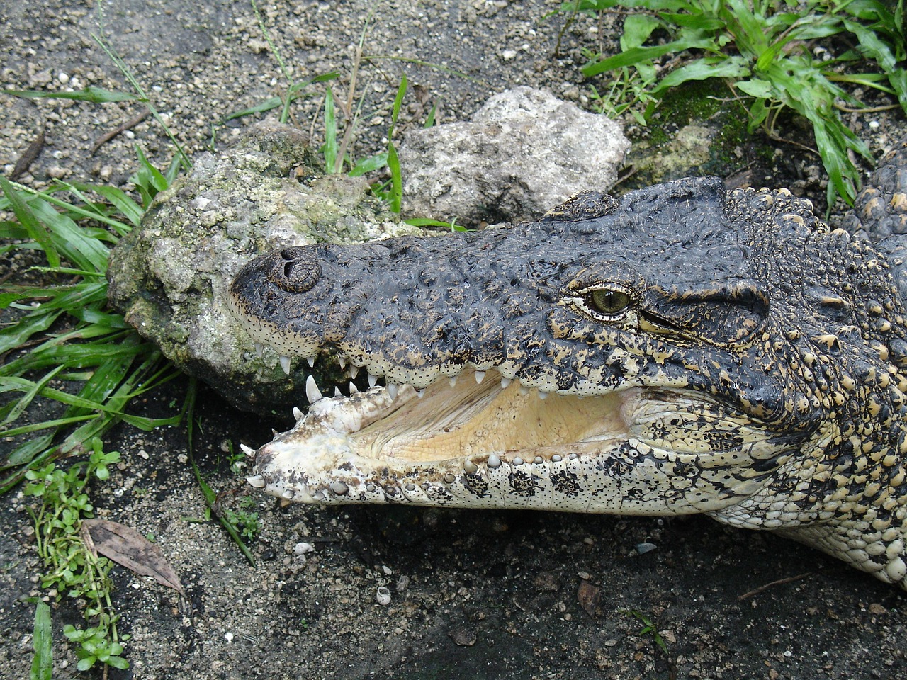 nature crocodile animal world free photo