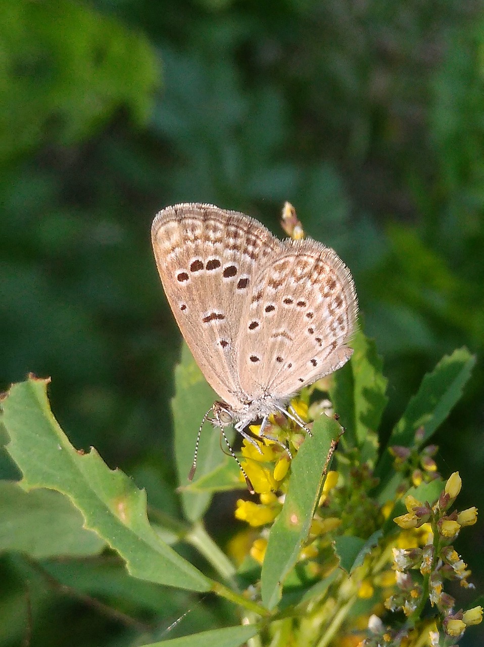 nature butterfly insect free photo