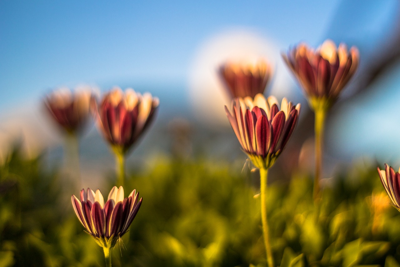 nature flower outdoors free photo