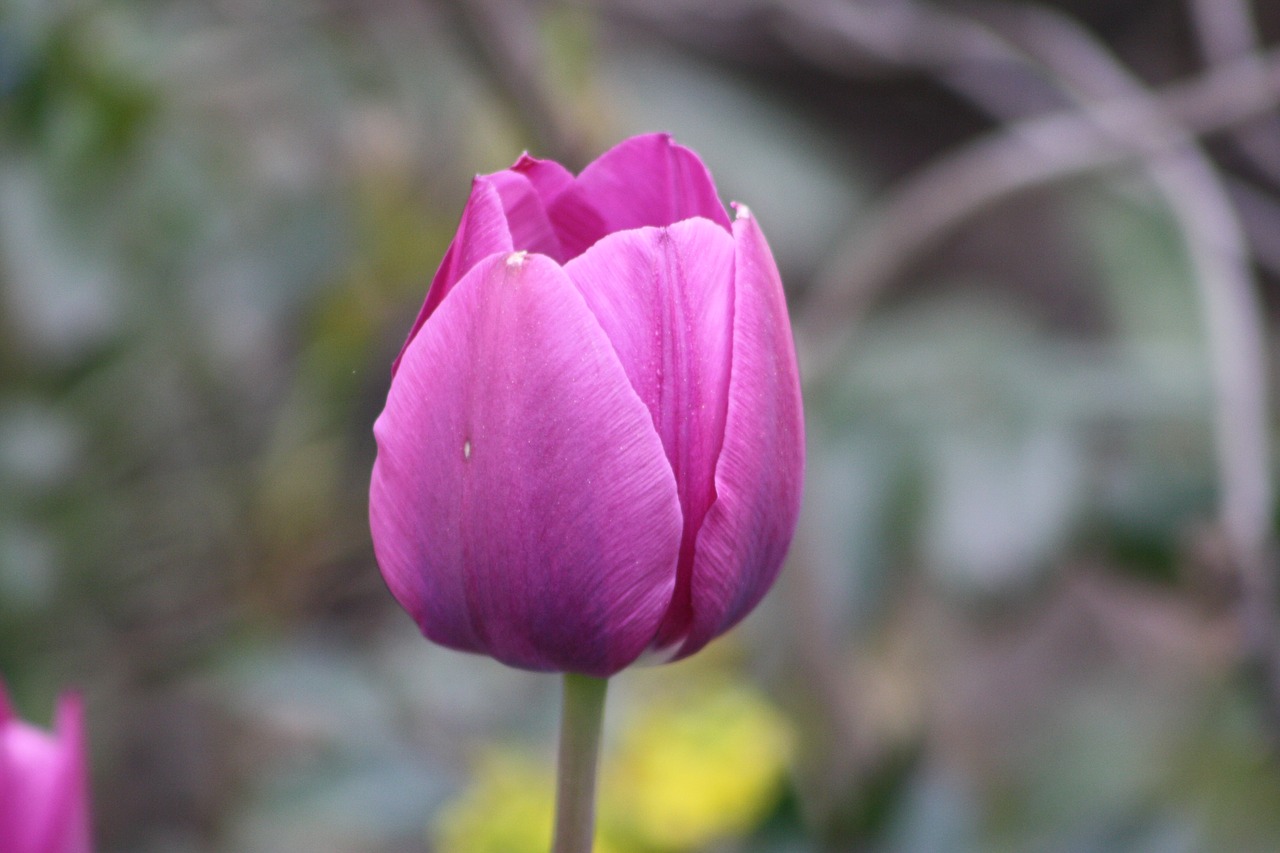 nature flower plant free photo