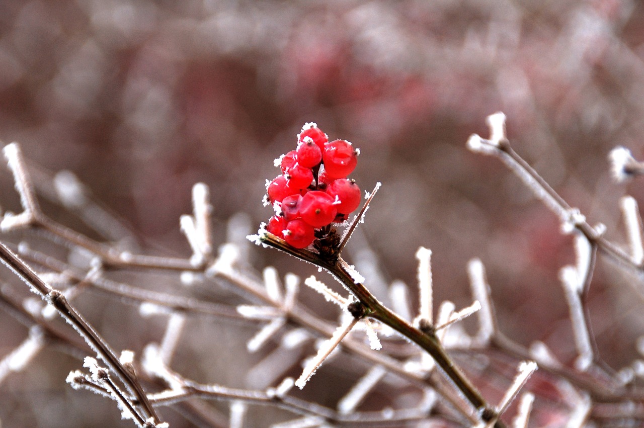 nature season winter free photo