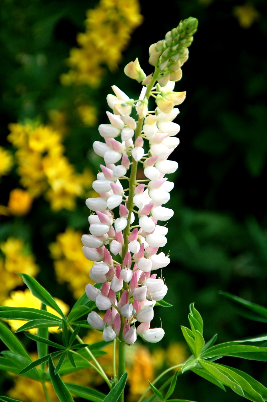 nature plant summer free photo