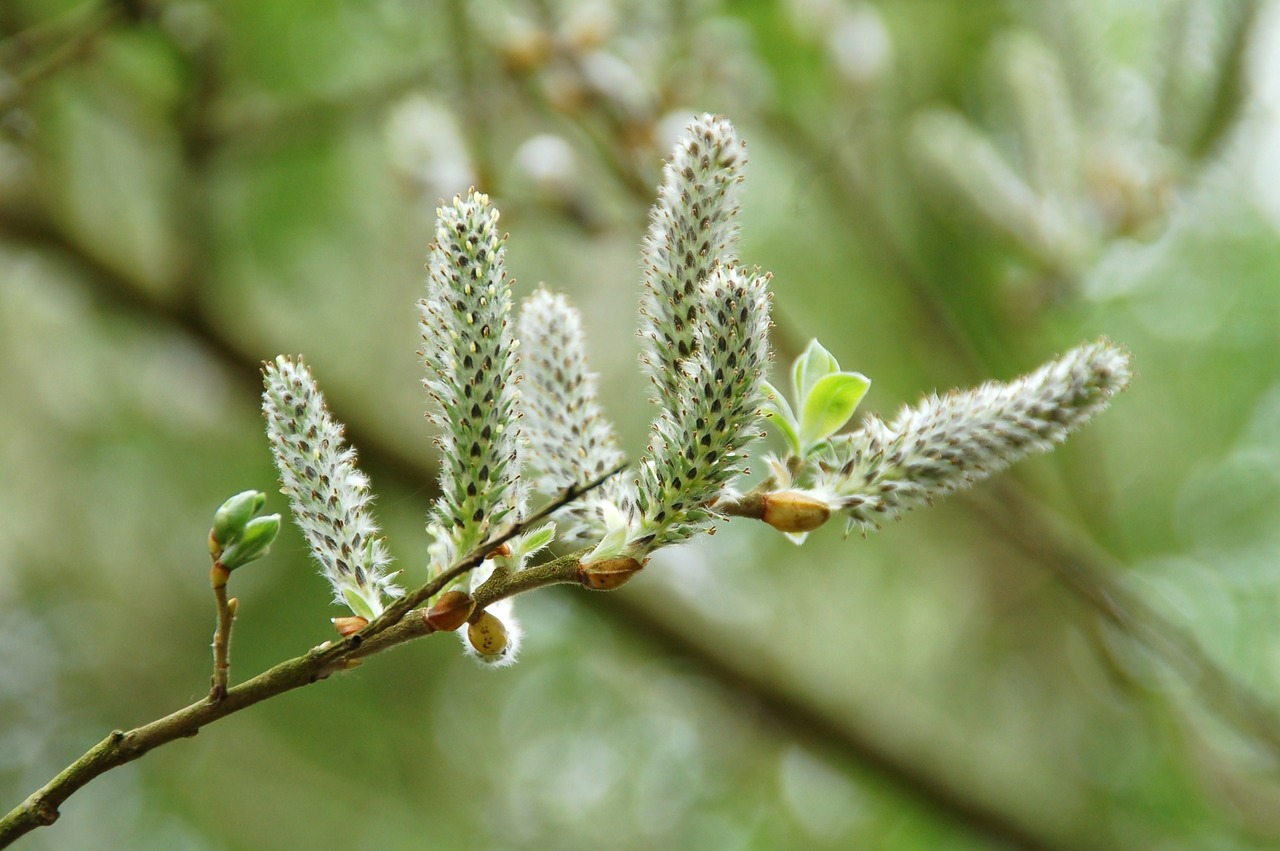 nature plant sheet free photo