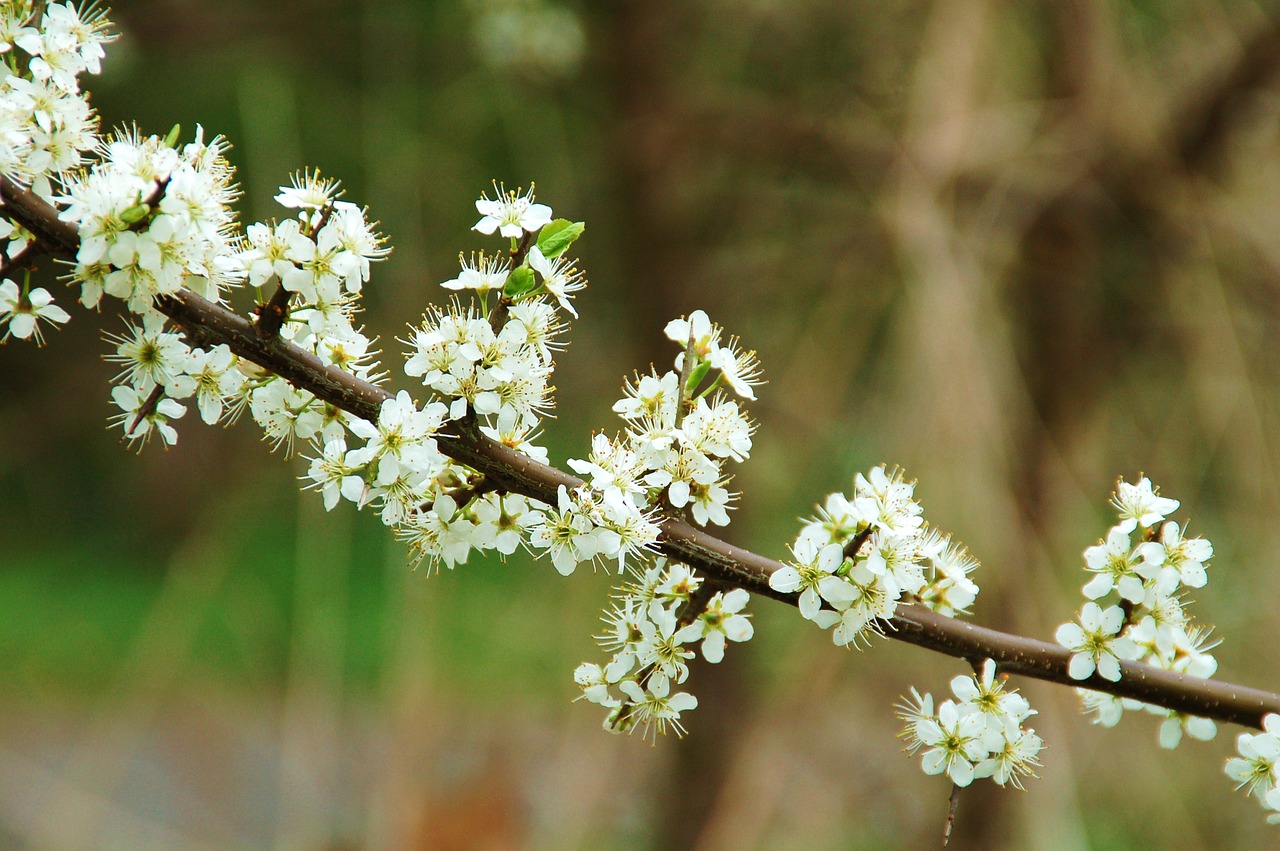 nature plant outdoor free photo